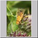 Xyphosia miliaria - Bohrfliege 06.jpg